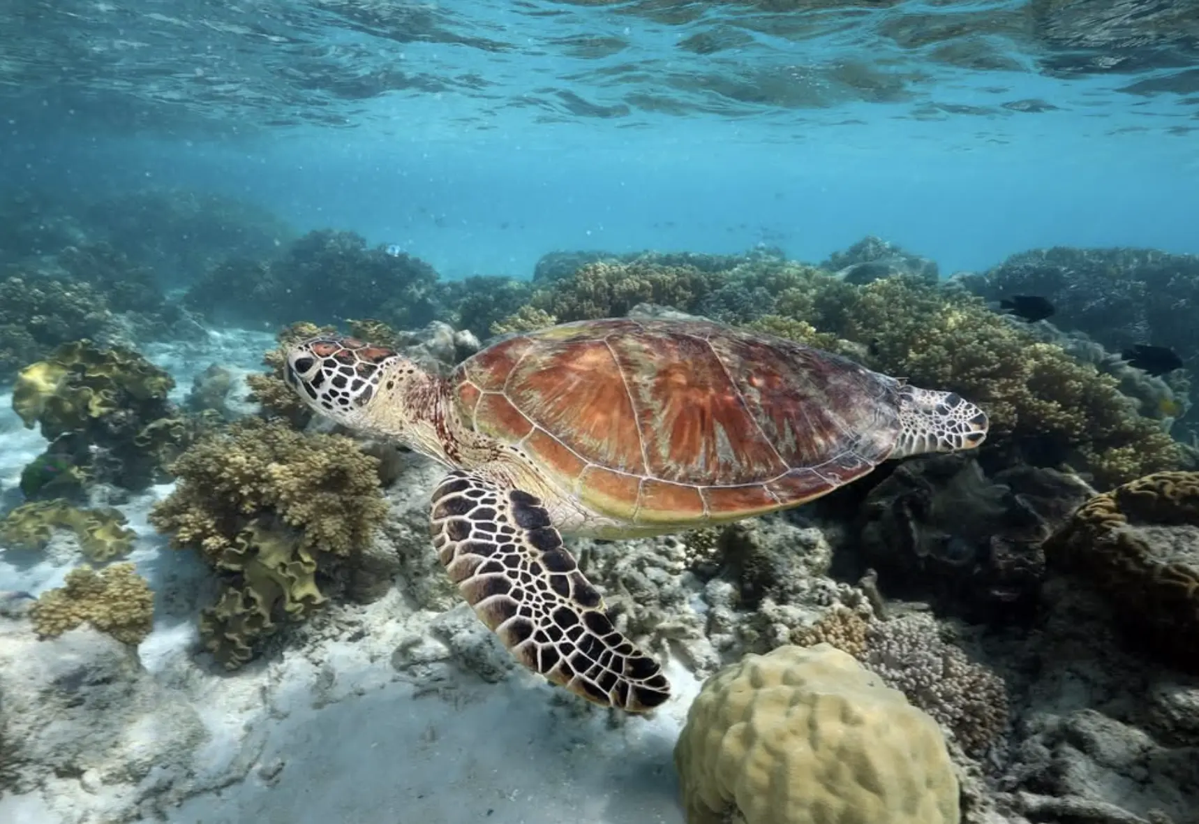 best time to visit Whitsundays